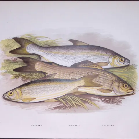 Grayling, Gwyniad, Vendace Rev Houghton British Freshwater Fish 1879 Scarce Engraving-10