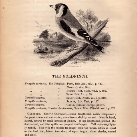 The Goldfinch 1843 Victorian Antique Bird Print  William Yarrell.