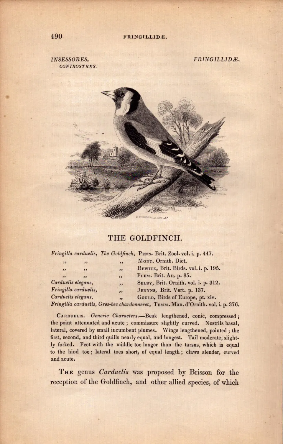 The Goldfinch 1843 Victorian Antique Bird Print  William Yarrell.