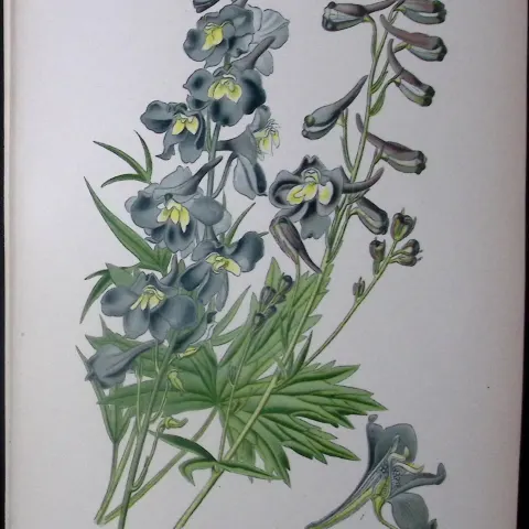 Hybrid Larkspur Edward Step Rare Antique Botanical Book Plate-11