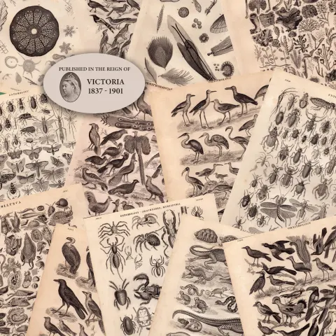 13 Antique Steel Engraved Prints History of the Earth and Animated Nature by Oliver Goldsmith-1.