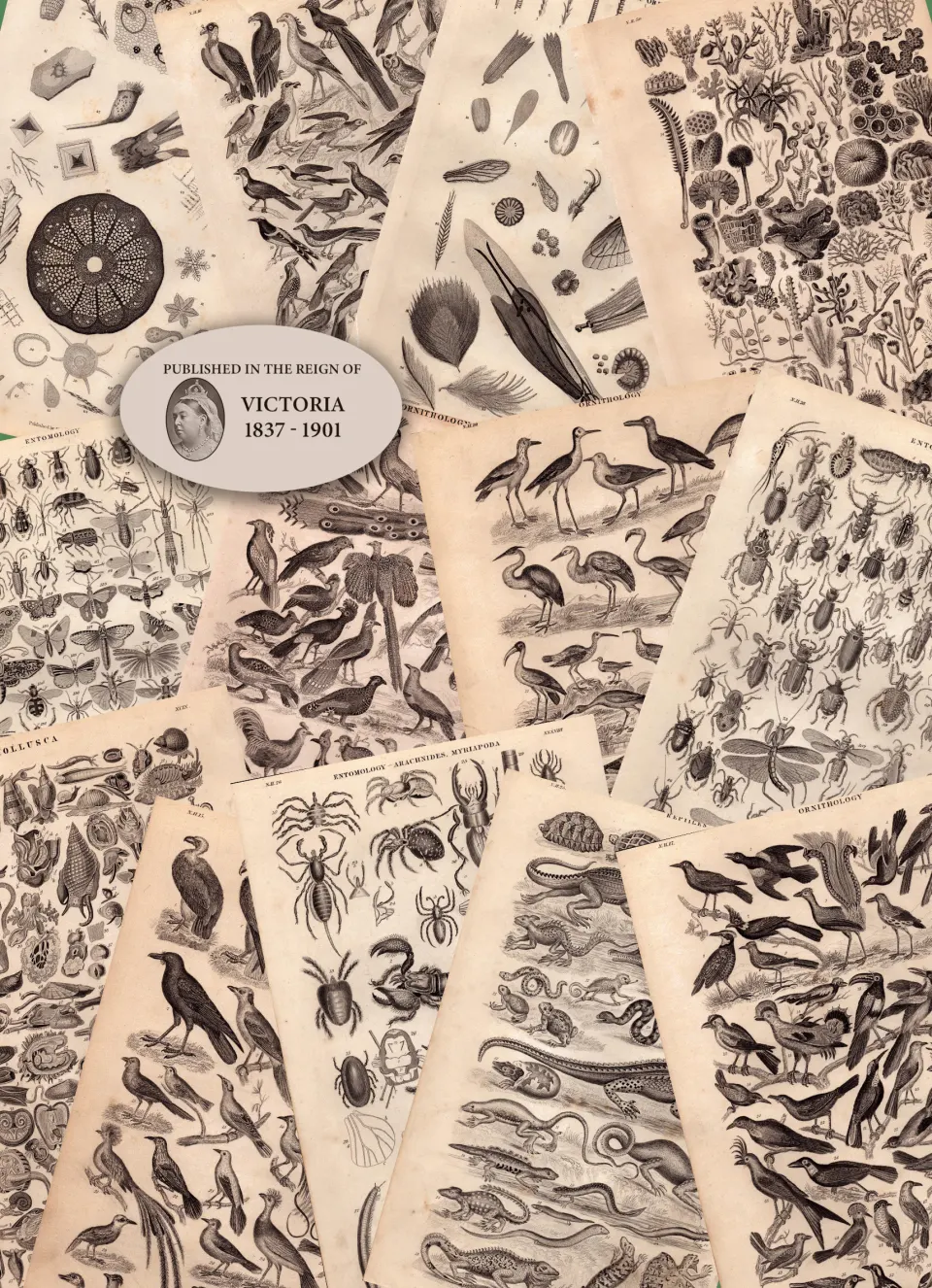13 Antique Steel Engraved Prints History of the Earth and Animated Nature by Oliver Goldsmith-1.