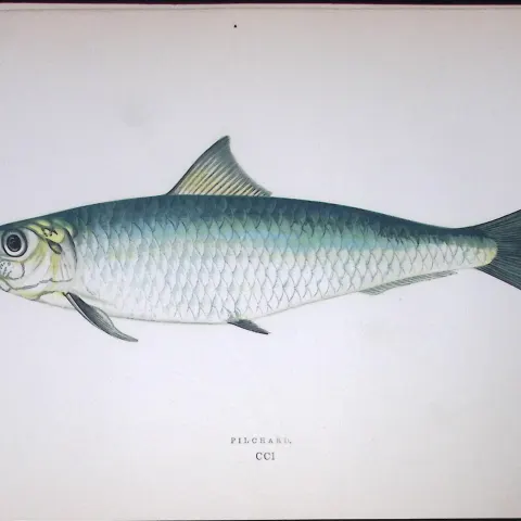 Pilchard Fish Scarce Antique 1877 J. Couch Woodblock Engraving-32