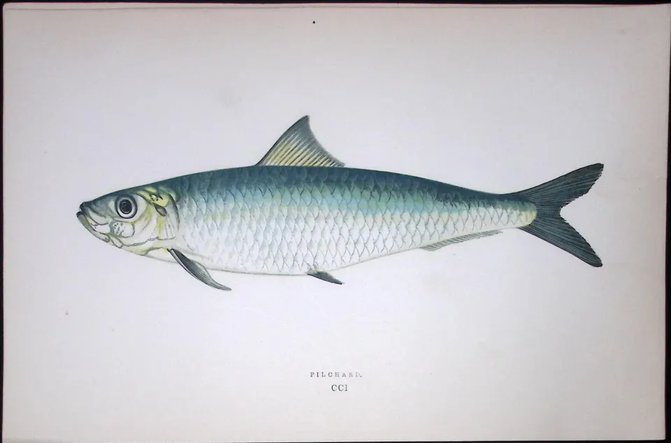 Pilchard Fish Scarce Antique 1877 J. Couch Woodblock Engraving-32