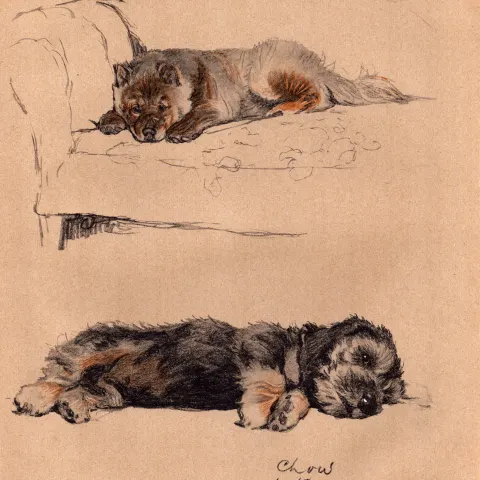 Cecil Aldin Vintage Dog Illustrations Chow & Dandie Puppy-1