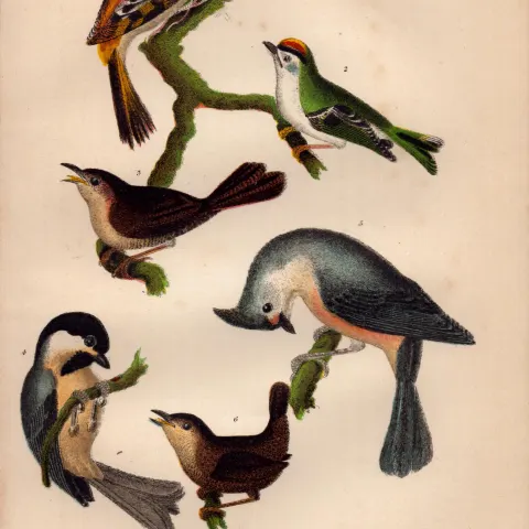 Alexander Wilson Rare American Birds- Creeper, Golden-Crested Wren, Titmouse-8.