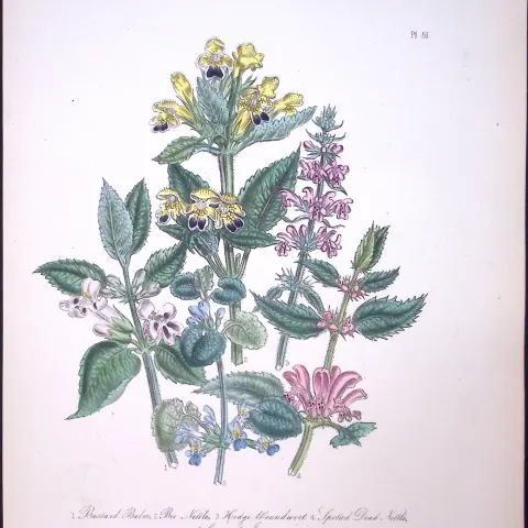 Rare 165-Yr-Old Antique Wildflower Gilt-Edged Illustration Jane Webb Loudon-51-A