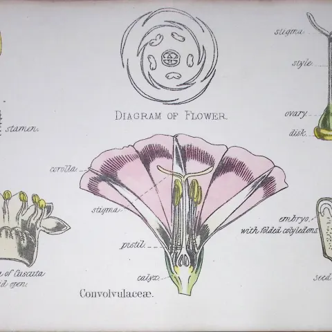 Morning Glory Botanical Flower Diagram Rare Antique First Edition Illustration-59