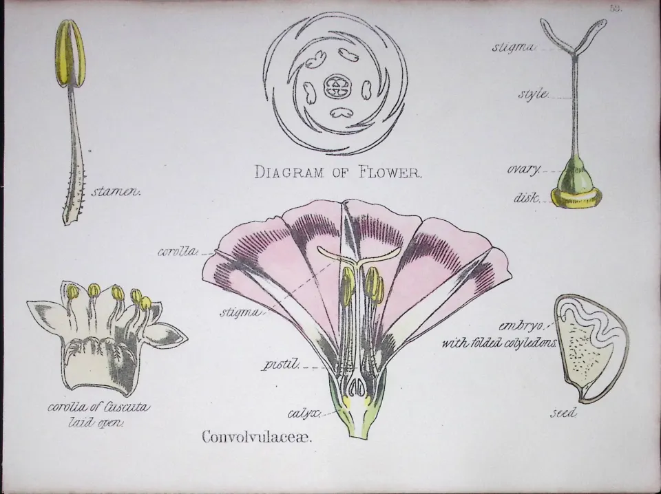 Morning Glory Botanical Flower Diagram Rare Antique First Edition Illustration-59