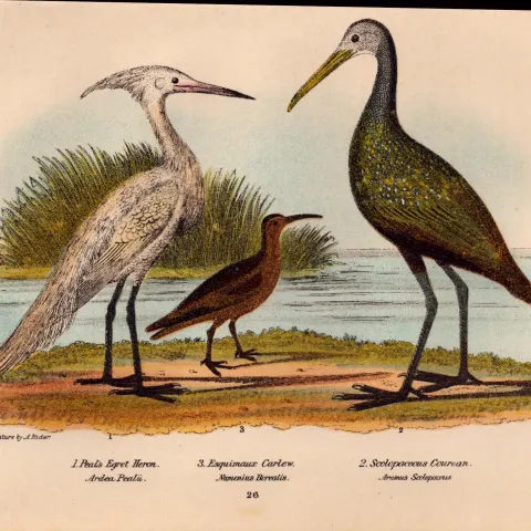Alexander Wilson Rare American Birds Heron, Carlew, Courean- Copper Plate 26.