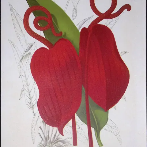 Anthurium Scherzerianum Flower Antique Edwardian Robert Thompson Print-9