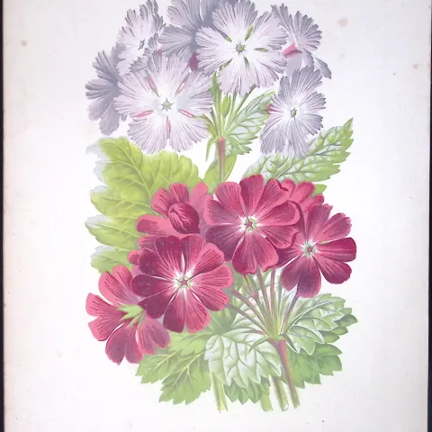 Primula Cortusoides Flower Antique Shirley Hibbard Greenhouse Coloured Print-23