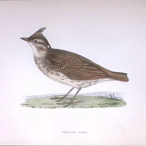 Crested Lark Rev Morris Antique History of British Birds 130 Years-Old Engraving-181