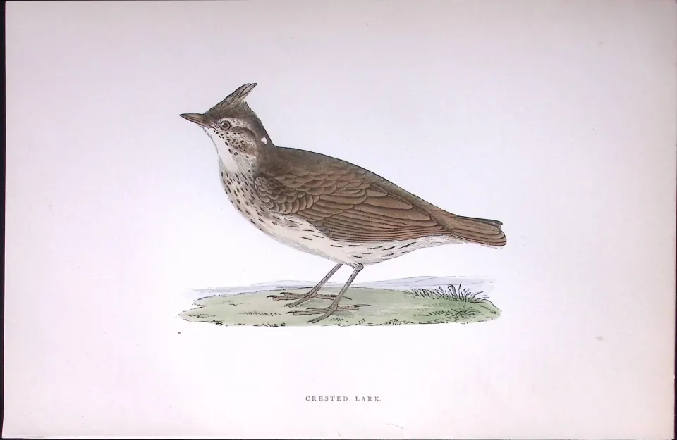 Crested Lark Rev Morris Antique History of British Birds 130 Years-Old Engraving-181