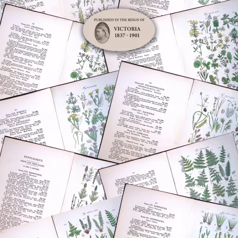 Job-Lot British Wild-Flowers  John Sowerby Antique Engraved Prints With Hand Colouring-2