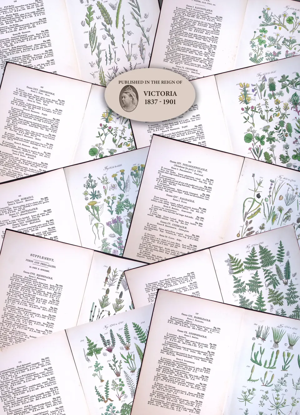 Job-Lot British Wild-Flowers  John Sowerby Antique Engraved Prints With Hand Colouring-2
