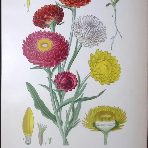 Immortelles Everlasting Edward Step Rare Antique Botanical Book Plate-137
