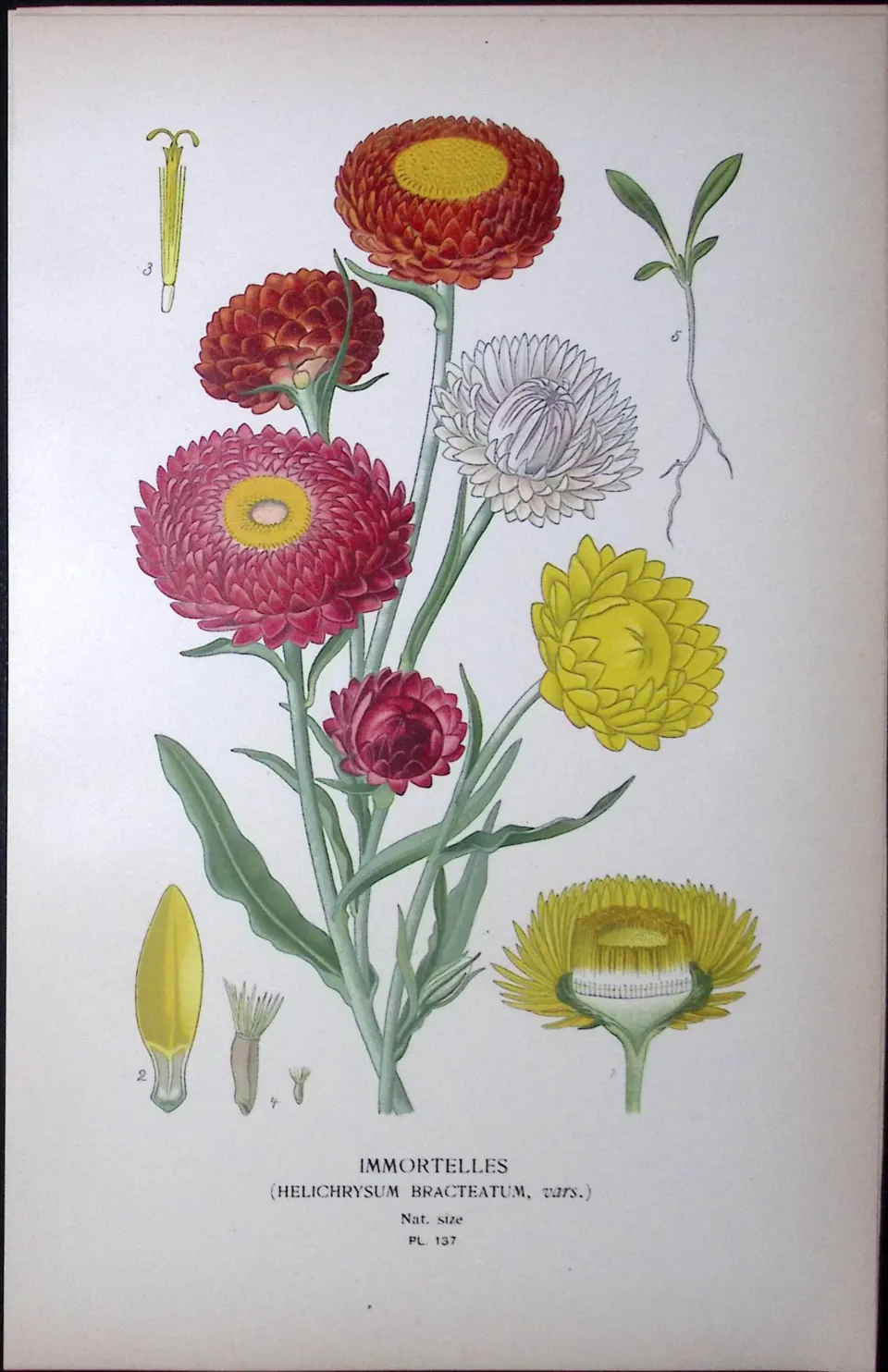 Immortelles Everlasting Edward Step Rare Antique Botanical Book Plate-137