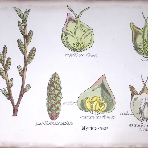 Myricaceae Botanical Flower Diagram Rare Antique First Edition Illustration-83