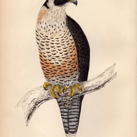 Peregrine Falcon Rev Morris Antique 1888 History of British Birds Engraving-8.