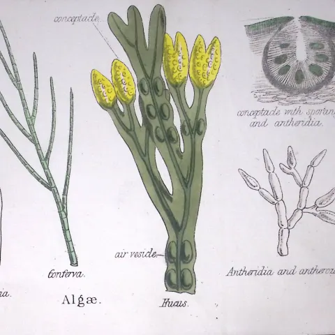 Algae Botanical Flower Plant Diagram Rare Antique First Edition Illustration-109