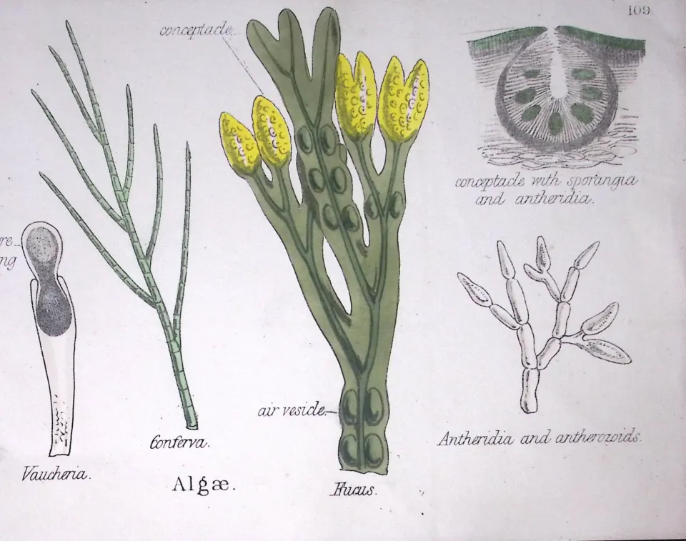 Algae Botanical Flower Plant Diagram Rare Antique First Edition Illustration-109