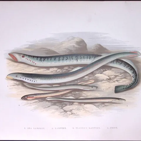 Species of Sea Lampreys Rev Houghton British Freshwater Fish 1879 Scarce Wood Engraving.1