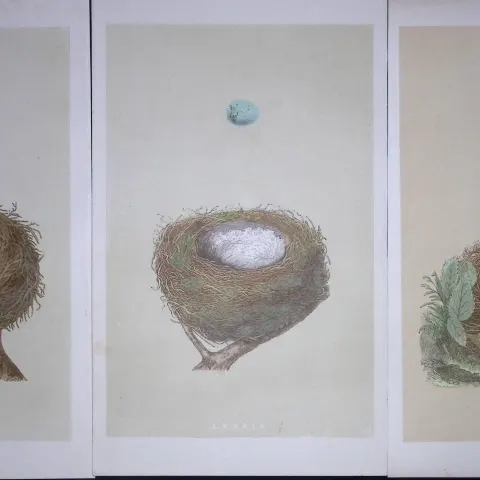 Job-Lot Bird Nests Nightingale, Redpole, Linnet Rev Morris Antique Engravings-11