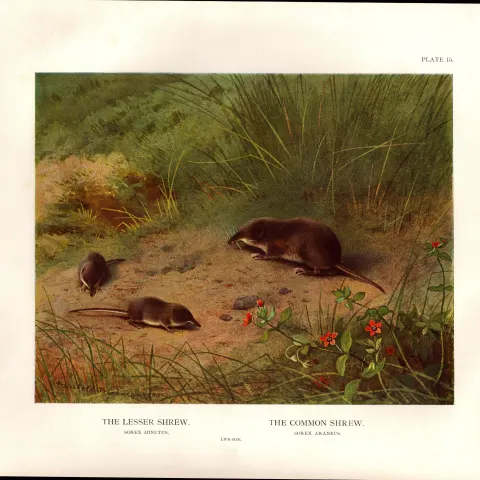 Lesser & Common Shrew Rare Limited-Edition Coloured Antique Print-56.