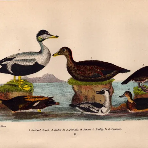 Alexander Wilson Rare American Birds Ducks, Eider, Gadwal, Smew, Ruddy-71.
