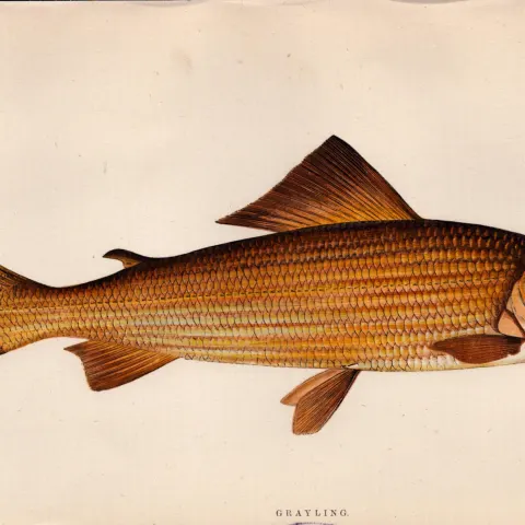 Grayling 1869 Antique Johnathan Couch Coloured Fish Engraving.