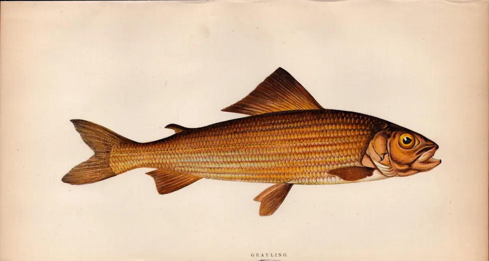 Grayling 1869 Antique Johnathan Couch Coloured Fish Engraving.
