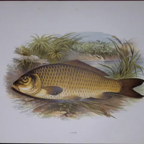 Carp Rev Houghton British Freshwater Fish 1879 Scarce Wood Engraving-38