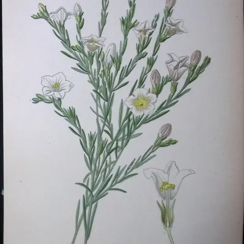 Broom Cup Flower Edward Step Rare Antique Botanical Book Plate-201