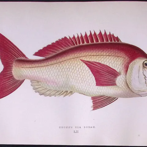 Couch Sea Bream Antique 1877 Johnathan Couch Woodblock Engraving-52