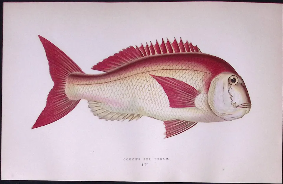 Couch Sea Bream Antique 1877 Johnathan Couch Woodblock Engraving-52
