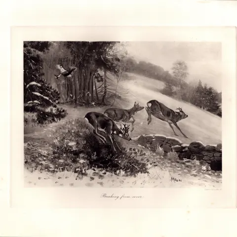Deer Breaking For Cover Rare Limited-Edition Antique JG Millais Print-20.