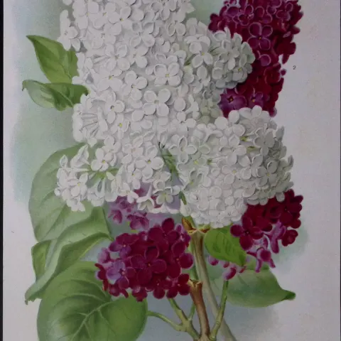 Selection of Lilacs Flowers Antique Edwardian Robert Thompson Print-15