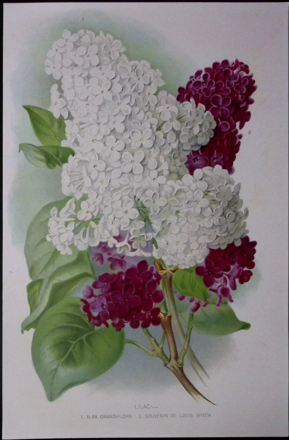 Selection of Lilacs Flowers Antique Edwardian Robert Thompson Print-15