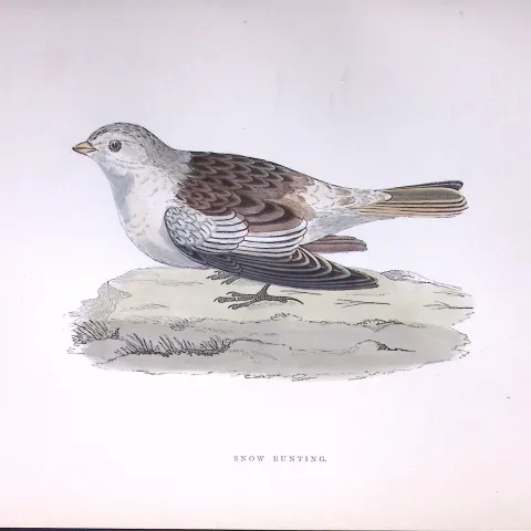 Snow Bunting Rev Morris Antique History of British Birds 130 Years-Old Engraving-183