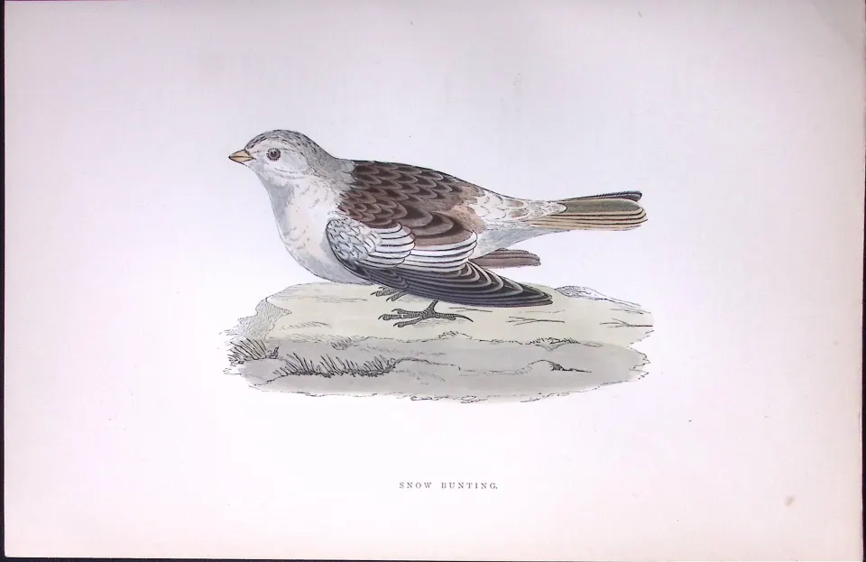 Snow Bunting Rev Morris Antique History of British Birds 130 Years-Old Engraving-183