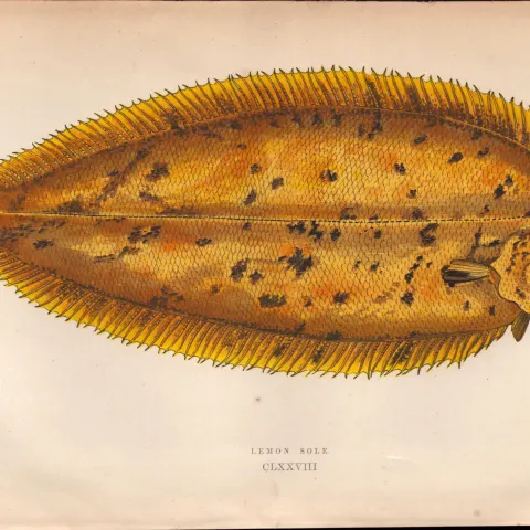 Lemon Sole Antique Johnathan Couch Coloured Fish Engraving.