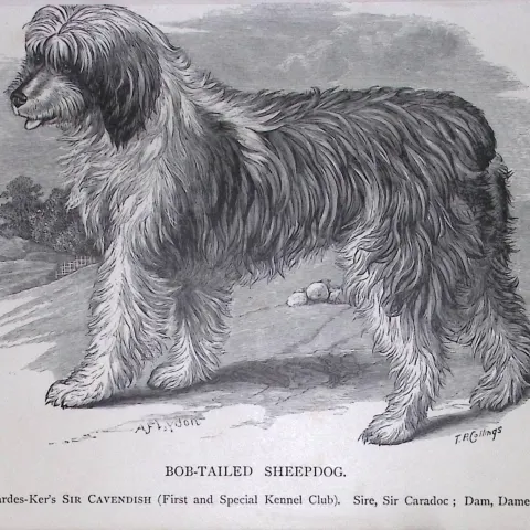 Bob-Tailed Sheepdog British Dogs by Hugh Dalziel 1889 Antique Book Plate-40