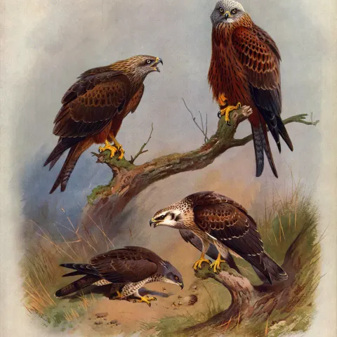 Antique Scarce First Edition Large Bird Print Buzzard, Kite, Hawk-35.