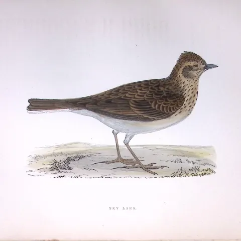 Sky Lark Rev Morris Antique History of British Birds 130 Years-Old Engraving-180