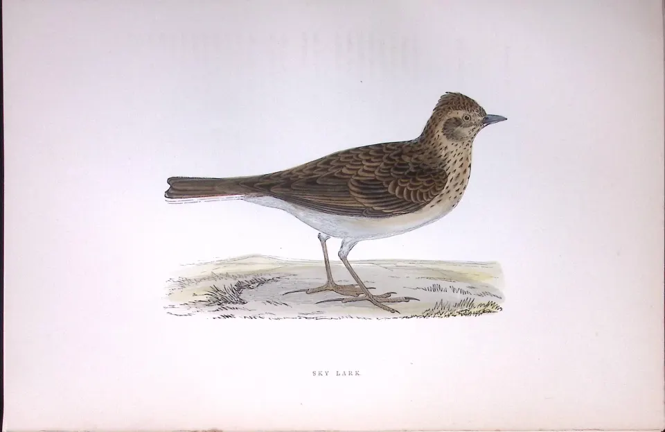 Sky Lark Rev Morris Antique History of British Birds 130 Years-Old Engraving-180