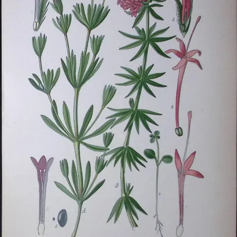 Crossworts Edward Step Rare Antique Botanical Book Plate-123