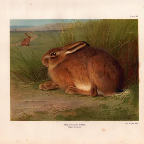 The Common Hare Rare Limited-Edition Antique JG Millais Print-33.