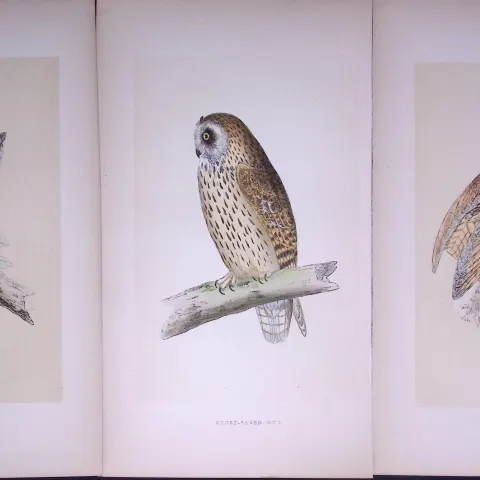 Job-Lot The Owl Family White, Short Eared, Antique Birds Engravings-2