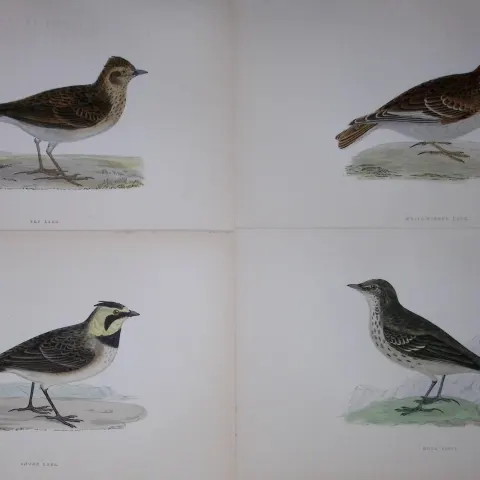 Job-Lot Rev Morris History of British Birds 130 Yrs-Old Antique Engravings-T4